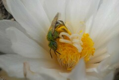 Agapostemon