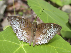 Tanaecia palguna consanguinea