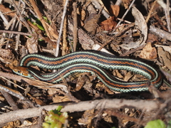 Thamnophis sirtalis tetrataenia