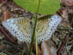 Tanaecia palguna consanguinea
