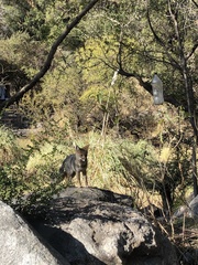 Lycalopex gymnocercus