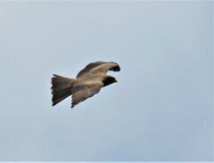 Milvus migrans parasitus