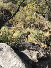 Lycalopex gymnocercus