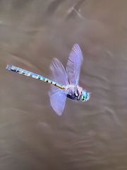 Hemicordulia australiae