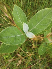 Calotropis gigantea