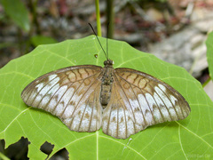 Tanaecia iapis puseda