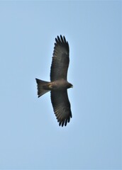 Milvus migrans parasitus