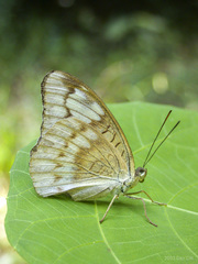 Tanaecia iapis puseda