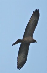 Milvus migrans parasitus