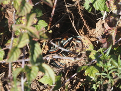 Thamnophis sirtalis tetrataenia