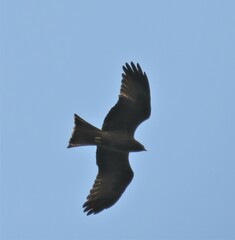 Milvus migrans parasitus