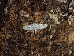 Parapoynx diminutalis