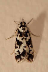 Eudonia aphrodes