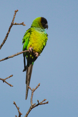 Aratinga nenday