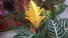 Aphelandra squarrosa