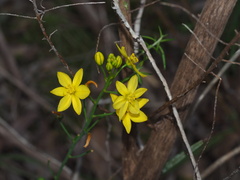 Bulbine bulbosa