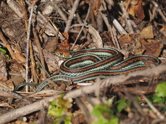 Thamnophis sirtalis tetrataenia