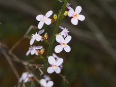 Stylidium graminifolium