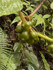 Begonia longifolia