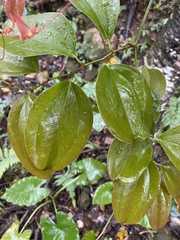 Smilax bracteata
