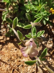 Salvia axillaris