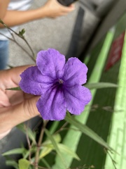 Ruellia simplex