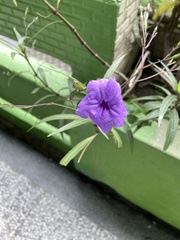 Ruellia simplex