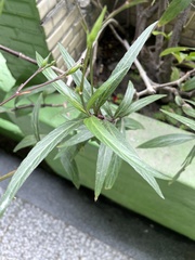 Ruellia simplex