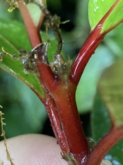 Notopleura sallydavidsoniae