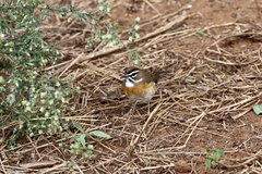 Cercotrichas quadrivirgata