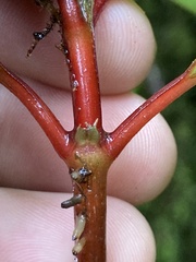 Notopleura sallydavidsoniae