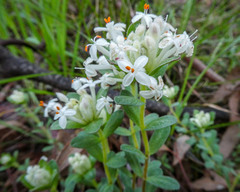 Pimelea humilis