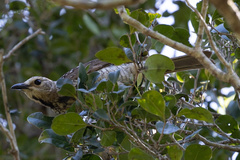 Sericulus chrysocephalus