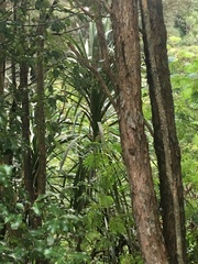 Cordyline australis