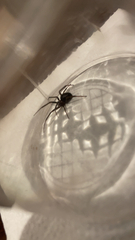 Steatoda grossa