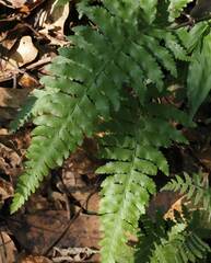 Microlepia marginata