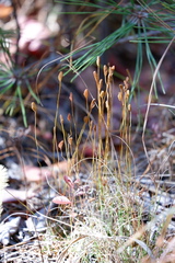 Schizaea pusilla