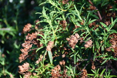 Cistus monspeliensis