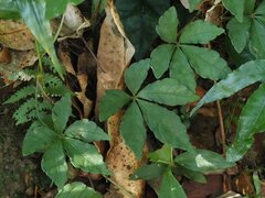 Tetrastigma obtectum