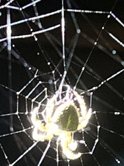 Araneus