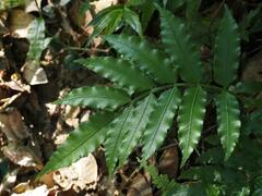 Angiopteris lygodiifolia