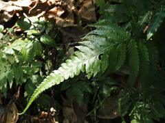 Diplazium dilatatum