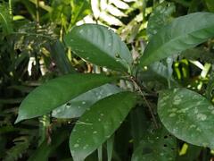 Turpinia formosana