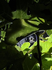 Araneus