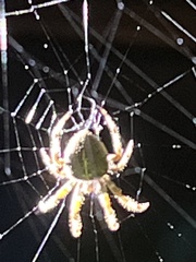 Araneus