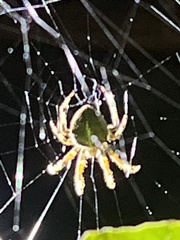 Araneus