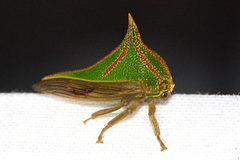 Umbonia spinosa