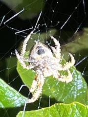 Araneus