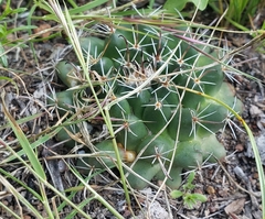 Mammillaria uncinata