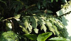 Alpinia uraiensis